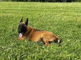 Portée 6 chiots Berger Belge Malinois LOF à réserver