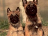 Portée 6 chiots Berger Belge Malinois LOF à réserver