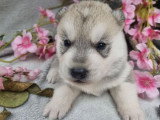 2 chiots Husky de Sibérie mâles gris LOF à réserver