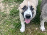 Rob, chiot à adopter en association