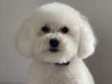 Adorable Caniche blanc de 8 ans à donner
