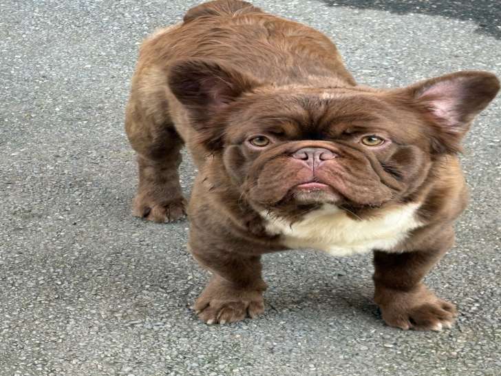 Male Bouledogue Français fluffy à vendre