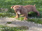 Chiots American Pitbull Terrier red nose à vendre