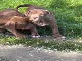 Chiots American Pitbull Terrier red nose à vendre