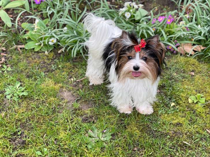 Femelle Biewer Terrier à vendre