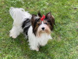 Femelle Biewer Terrier à vendre