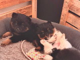 Chiots de type Loulou de Poméranie à vendre (1 femelle & 2 mâles)