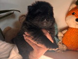 Chiots de type Loulou de Poméranie à vendre (1 femelle & 2 mâles)