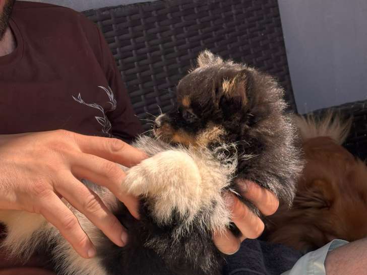 Chiots de type Loulou de Poméranie à vendre (1 femelle & 2 mâles)