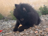 Chiots de type Loulou de Poméranie à vendre (1 femelle & 2 mâles)
