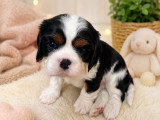 Chiots Cavalier King Charles à réserver
