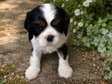 Berlioz