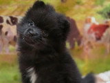 Portée de 5 chiots Spitz Allemand non LOF nés en février 2026 à vendre