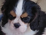 Portée 4 chiots mâles Cavalier King Charles LOF janvier 2026 en vente