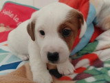 Vente de de 5 Jack Russell non LOF nés en février 2026