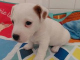 Vente de de 5 Jack Russell non LOF nés en février 2026
