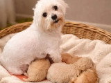 4 chiots femelles Maltipoo non LOF à réserver nées mars 2026 à vendre