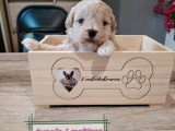 4 chiots femelles Maltipoo non LOF à réserver nées mars 2026 à vendre