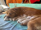 Chiots Golden Retriever LOF à vendre