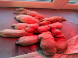 Chiots Golden Retriever LOF à vendre