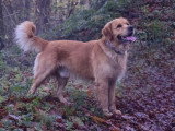 Chiots Golden Retriever LOF à vendre