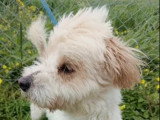 En attente d'adoption : chien Bichon à poil frisé blanc de 3 ans