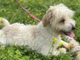 En attente d'adoption : chien Bichon à poil frisé blanc de 3 ans