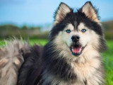 Prêt pour l'adoption : chien Husky de Sibérie noir et blanc de 4 ans