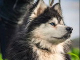 Prêt pour l'adoption : chien Husky de Sibérie noir et blanc de 4 ans