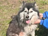 Disponible à l'adoption : chienne Husky de Sibérie grise et blanche de 2 ans