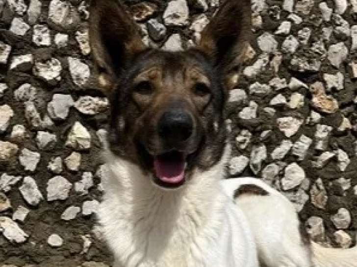 Chienne marron et blanche de 4 ans à la recherche d'une famille