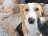 Adoption disponible : chien marron et blanc de 2 ans