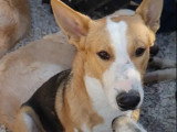 Adoption disponible : chien marron et blanc de 2 ans