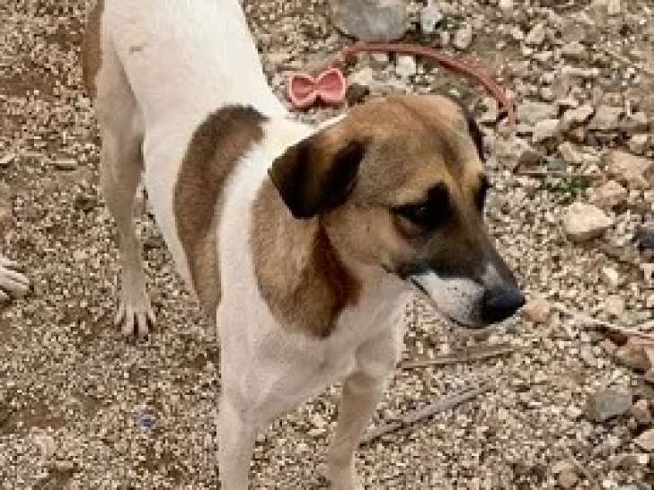 Chien marron et blanc d'un an prêt pour l'adoption