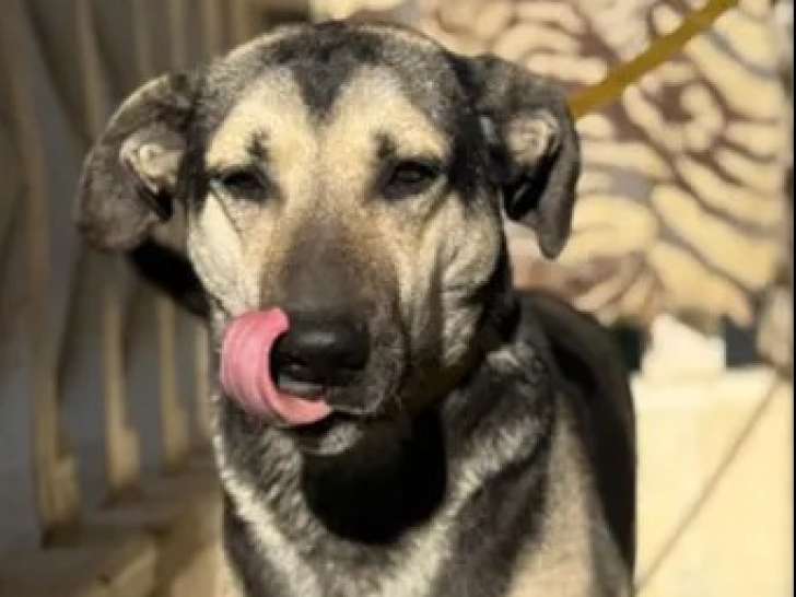 Chien noir et beige de 2 ans disponible à l'adoption