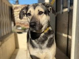Chien noir et beige de 2 ans disponible à l'adoption