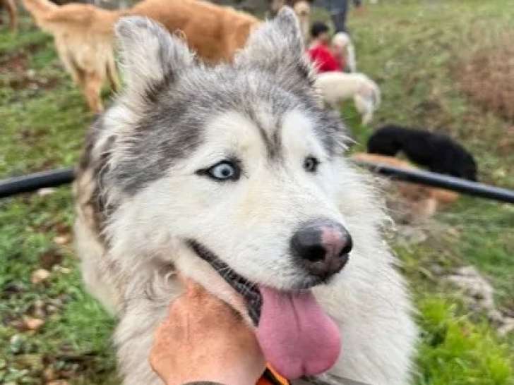 Chienne Husky de Sibérie grise et blanche de 10 ans à adopter