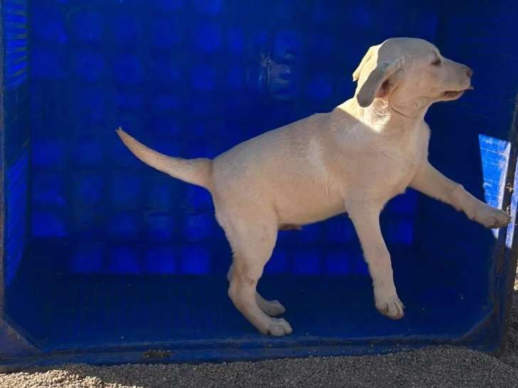 Chiot Labrador mâle sable non LOF né décembre 2025 à vendre