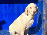Chiot Labrador mâle sable non LOF né décembre 2025 à vendre