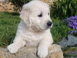 Chiot Golden Retriever mâle à vendre non LOF né février 2026