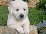 Chiot Golden Retriever mâle à vendre non LOF né février 2026