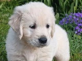Chiot Golden Retriever mâle à vendre non LOF né février 2026