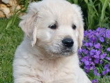 Chiot Golden Retriever mâle à vendre non LOF né février 2026