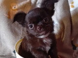 Chiot Chihuahua à poil long mâle en vente non LOF