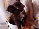 Chiot Chihuahua à poil long mâle en vente non LOF