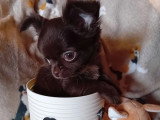 Chiot Chihuahua à poil long mâle en vente non LOF