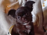 Chiot Chihuahua mâle poil long non LOF à vendre