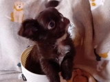 Chiot Chihuahua mâle poil long non LOF à vendre