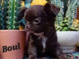 Chiot Chihuahua mâle poil long non LOF à vendre