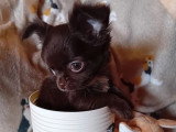 Chiot Chihuahua mâle poil long non LOF à vendre